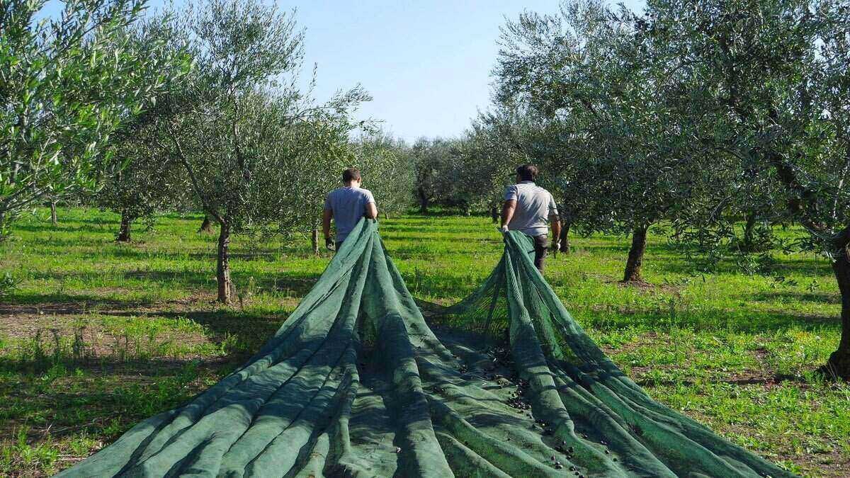Two individuals walking through an olive grove while carrying green harvesting nets. - Olive Oil Times