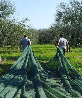 Two individuals walking through an olive grove while carrying green harvesting nets. - Olive Oil Times