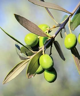 Branch of green olives with several unripe olives and leaves against a blurred background. - Olive Oil Times