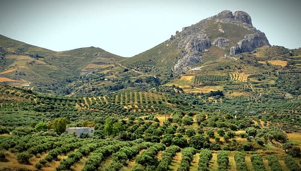 Expansive olive grove landscape with rolling hills and rocky mountains in the background. - Olive Oil Times