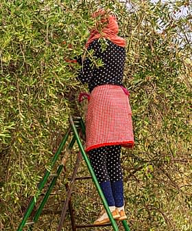 Individual wearing a red scarf and polka dot outfit harvesting olives from a tree using a ladder. - Olive Oil Times
