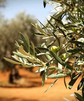 Close-up of an olive tree branch with green olives and leaves in a blurred background. - Olive Oil Times