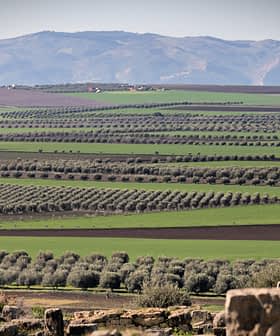 Expansive view of olive groves arranged in rows across a green landscape with mountains in the background. - Olive Oil Times