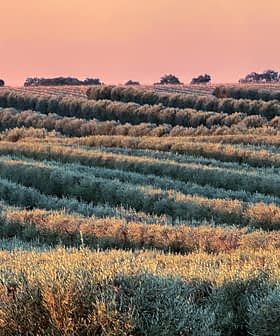 Rows of olive trees in a landscape during sunset with soft colors in the sky. - Olive Oil Times