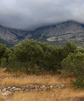 Mountain landscape featuring trees in the foreground and clouds covering the peaks in the background. - Olive Oil Times