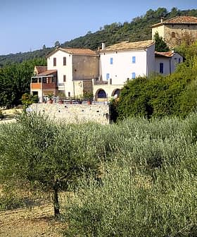 Houses surrounded by olive trees in a rural landscape with hills in the background. - Olive Oil Times