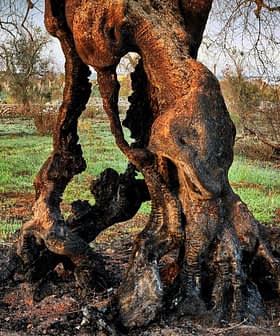 Close-up of a gnarled olive tree trunk with twisted roots and bark showing signs of aging. - Olive Oil Times