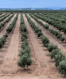 Aerial view of a neatly arranged olive tree plantation with rows of trees. - Olive Oil Times