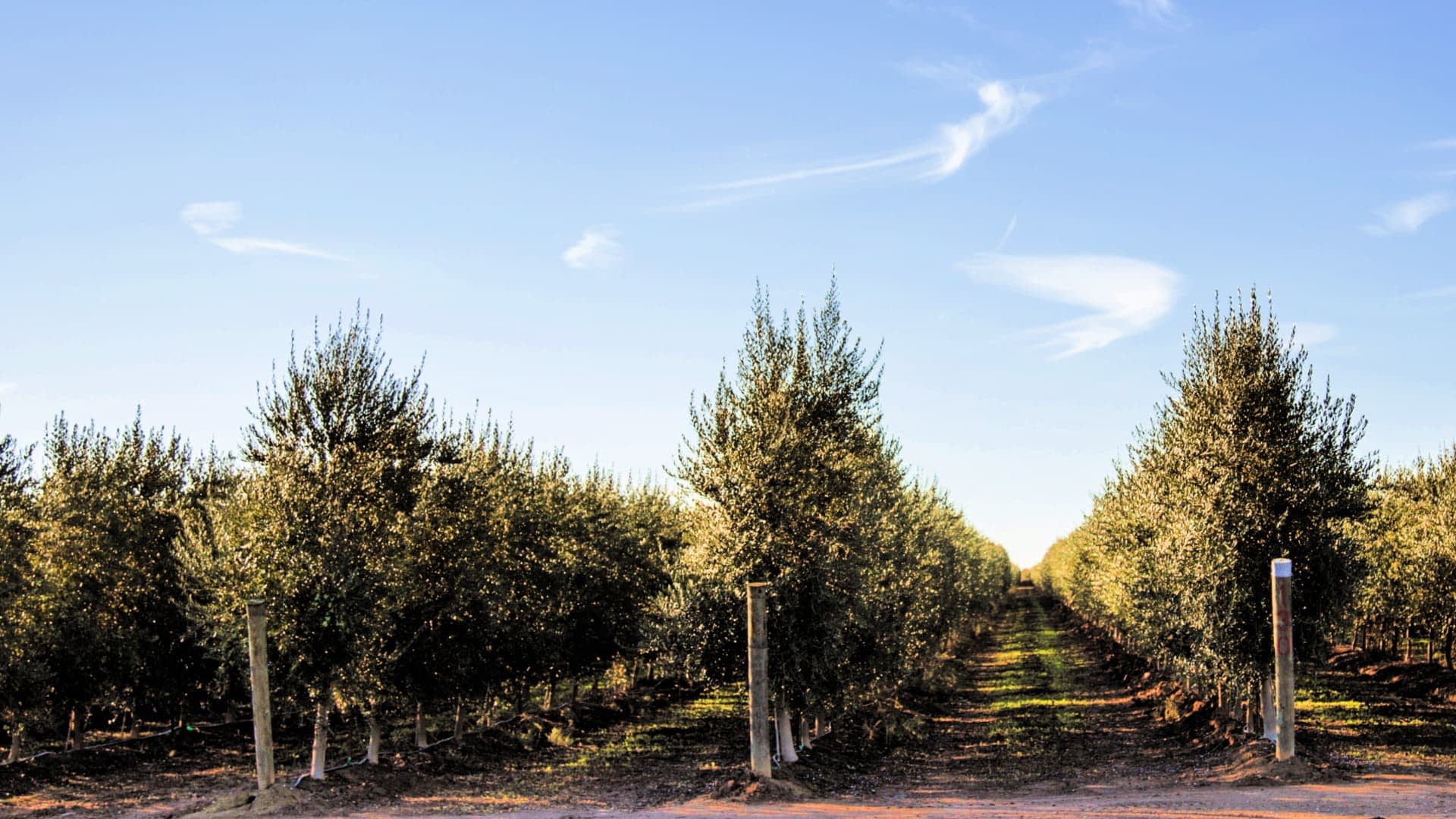 Pathway through rows of olive trees in an orchard under a clear blue sky. - Olive Oil Times