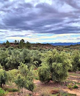 A view of a lush olive grove with numerous olive trees under a cloudy sky. - Olive Oil Times