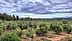 A view of a lush olive grove with numerous olive trees under a cloudy sky. - Olive Oil Times