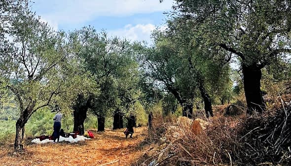 Olive trees in a grove with individuals engaged in harvesting activities on the ground. - Olive Oil Times