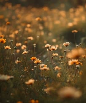 A field filled with yellow wildflowers in soft focus, creating a warm and serene atmosphere. - Olive Oil Times