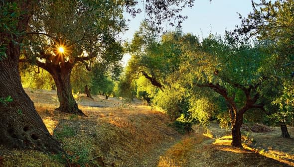 Olive trees in a grove with sunlight filtering through the leaves in a natural setting. - Olive Oil Times