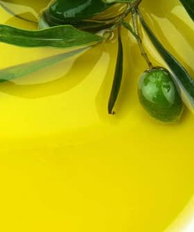 A close-up image of olive oil in a bowl with an olive branch and olives resting on the surface. - Olive Oil Times
