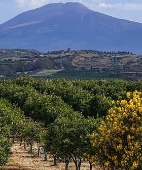 Citrus orchard with rows of trees and a mountain in the background under a clear sky. - Olive Oil Times