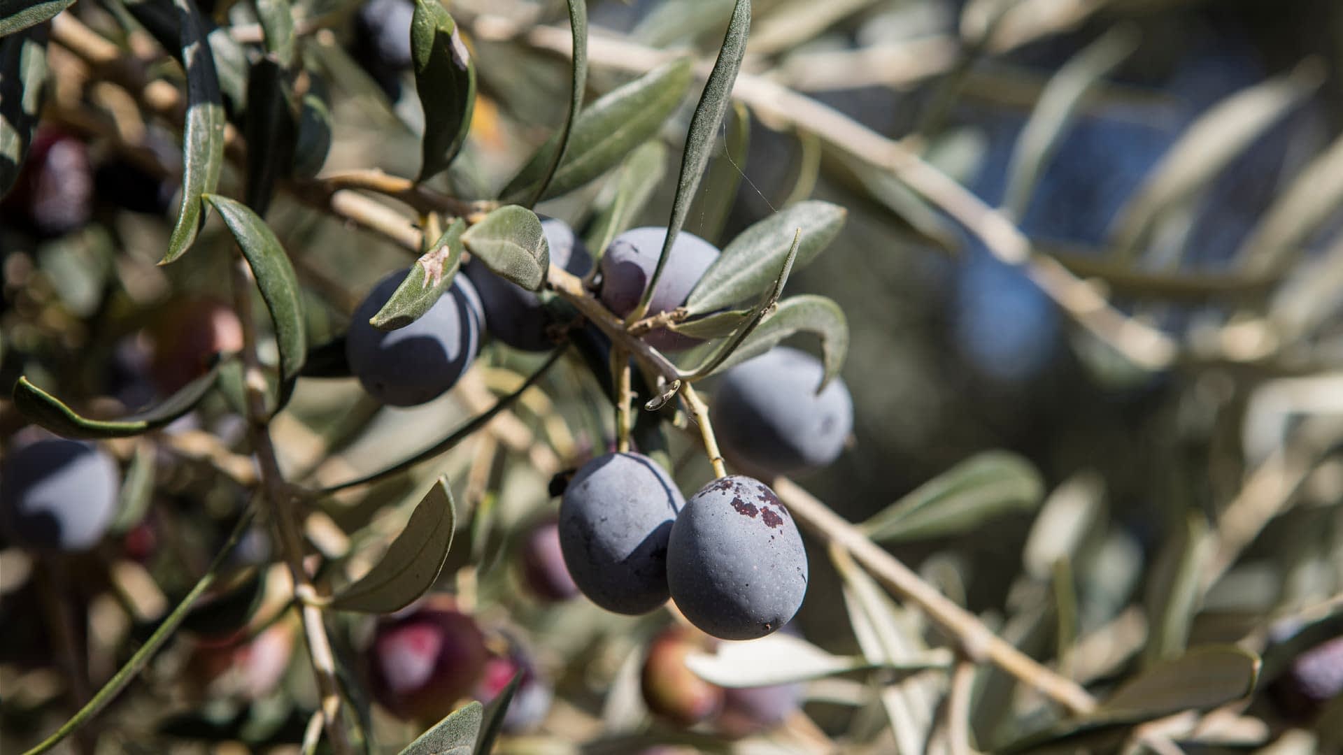 Close-up of an olive branch featuring ripe black and green olives among green leaves. - Olive Oil Times