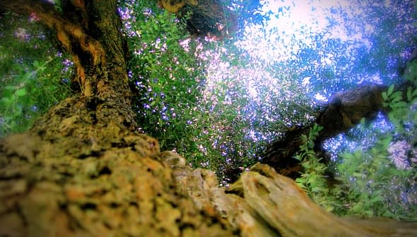 View of a tree canopy from the ground, showing branches and leaves against the sky. - Olive Oil Times
