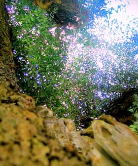 View of a tree canopy from the ground, showing branches and leaves against the sky. - Olive Oil Times