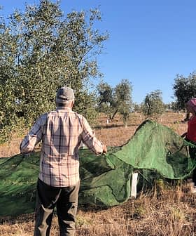 Two individuals gathering olives in an orchard using a green net under olive trees. - Olive Oil Times