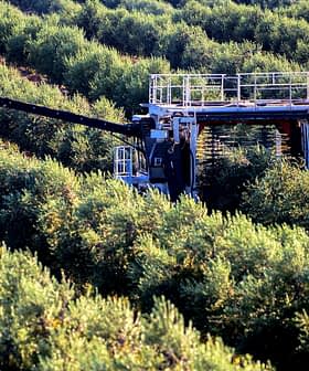 Olive harvesting machine operating in a grove of olive trees during the harvest season. - Olive Oil Times