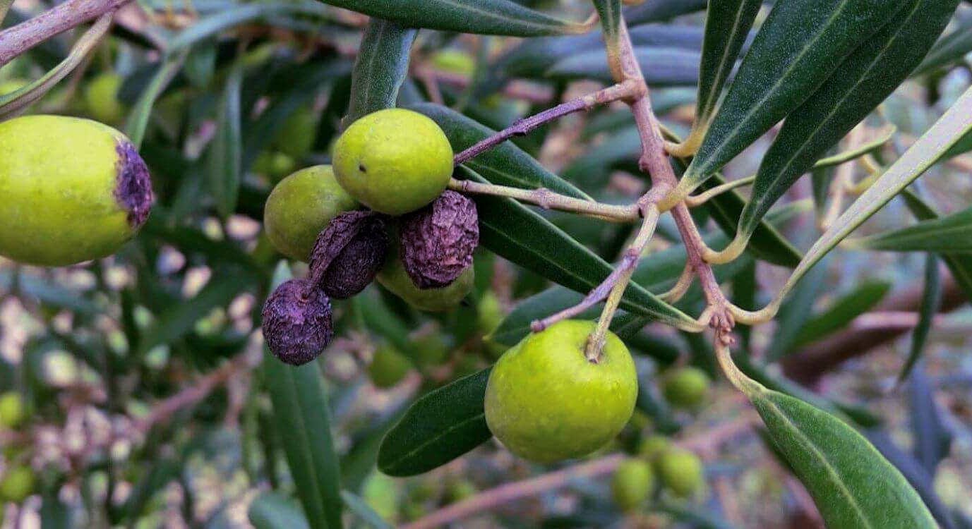 Branch of an olive tree featuring green and black olives among the leaves. - Olive Oil Times