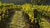 Rows of green grapevines growing on wooden posts in a vineyard during daylight. - Olive Oil Times