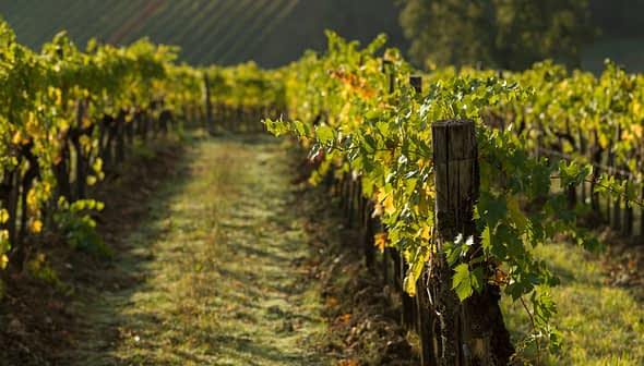 Rows of green grapevines growing on wooden posts in a vineyard during daylight. - Olive Oil Times