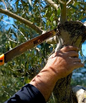 A person using a hand saw to prune an olive tree branch in a garden setting. - Olive Oil Times