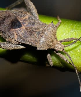 A brown stink bug resting on a green stem with a blurred background. - Olive Oil Times