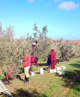 Workers harvesting olives from trees in an orchard using ladders and buckets. - Olive Oil Times