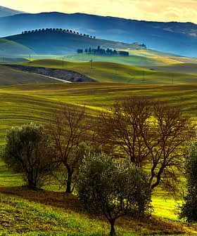 Scenic view of rolling green hills with olive trees in the foreground under a cloudy sky. - Olive Oil Times