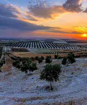 Olive trees in a landscape with rows of olive plants under a sunset sky. - Olive Oil Times
