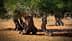 Group of olive trees with thick, gnarled trunks in a field. - Olive Oil Times