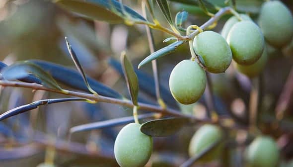 A close-up of green olives growing on a branch with leaves in a natural setting. - Olive Oil Times