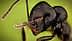 Detailed close-up image of a black ant showing its head and antennae. - Olive Oil Times