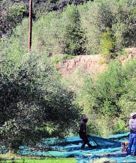 Two individuals harvesting olives in an orchard using nets and poles among olive trees. - Olive Oil Times