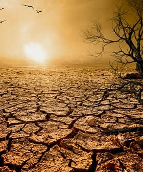 A barren landscape featuring dry cracked earth and a solitary tree against a sunset sky. - Olive Oil Times