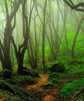 A dense forest featuring twisted trees and lush green foliage in a misty atmosphere. - Olive Oil Times
