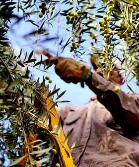 Person harvesting olives from a tree using a ladder in an outdoor setting. - Olive Oil Times