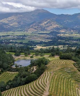 Aerial view of vineyards with rows of grapevines and mountains in the background. - Olive Oil Times