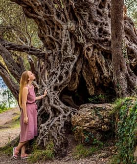 A woman in a pink dress standing beside a large, gnarled olive tree with intricate roots. - Olive Oil Times