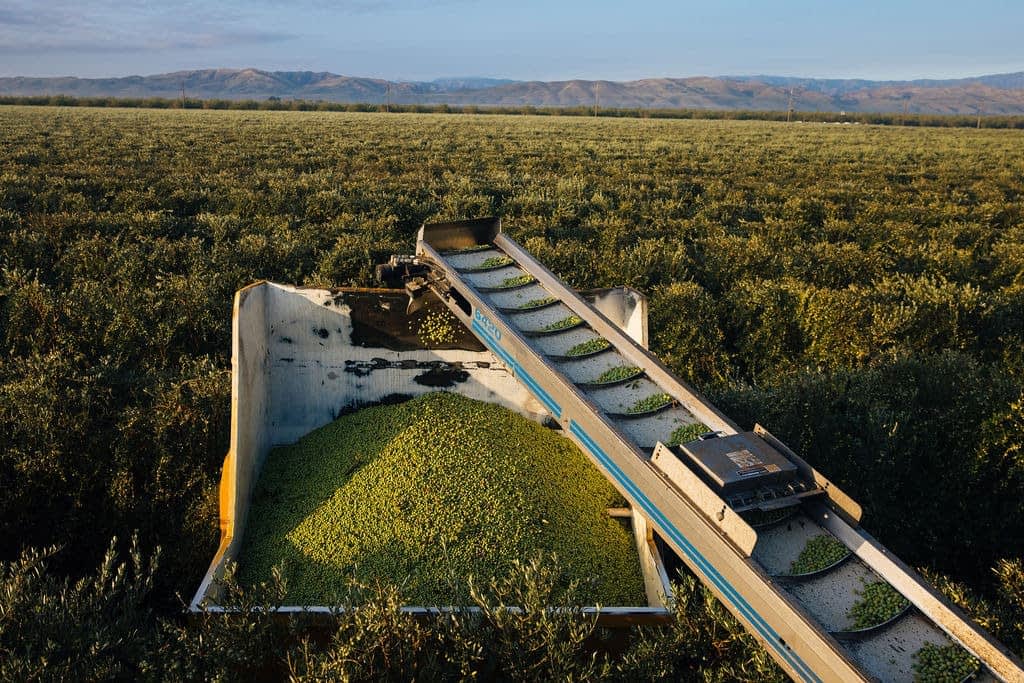Olive harvesting machine collecting olives from a field with mountains in the background. - Olive Oil Times