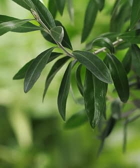 Close-up view of green olive tree leaves with a soft focus background. - Olive Oil Times