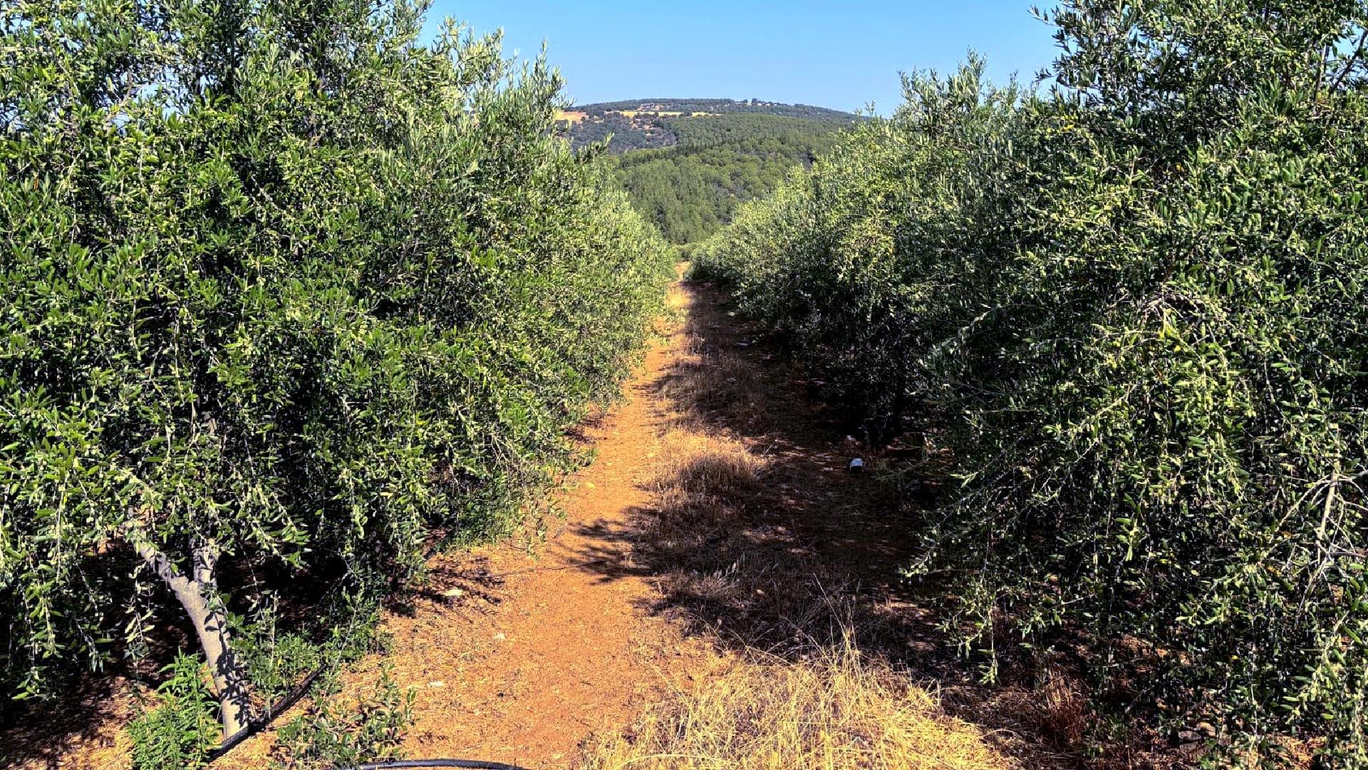Pathway through an olive grove with trees on either side and a clear sky above. - Olive Oil Times