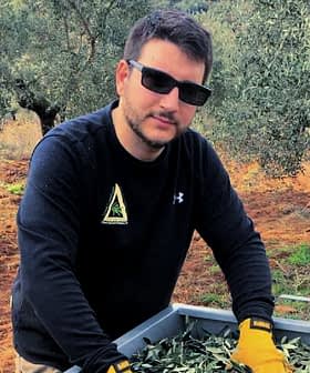 Man wearing sunglasses and gloves sorting olive leaves in a container in an olive grove. - Olive Oil Times