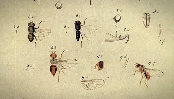 Illustration featuring multiple insect specimens with detailed anatomical features and labels. - Olive Oil Times