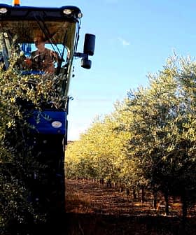 Olive harvesting machine operating between rows of olive trees in a grove. - Olive Oil Times