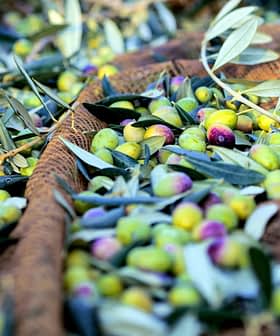 A collection of harvested olives and olive leaves resting on a net during the olive harvest. - Olive Oil Times