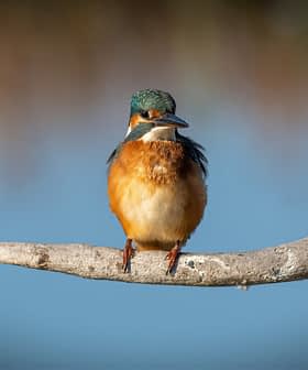 A kingfisher bird with vibrant plumage perched on a branch over water. - Olive Oil Times